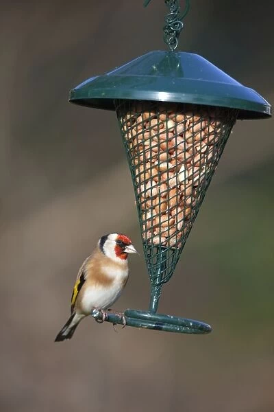 Goldfinch - at peanut feeder - Cornwall - UK