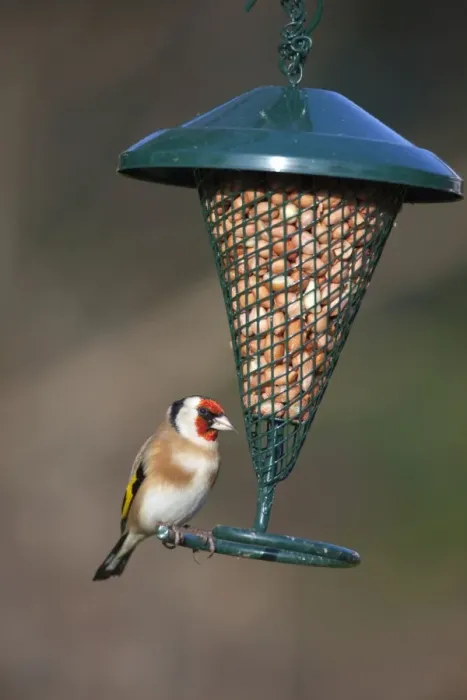 Framed Print : Goldfinch - at peanut feeder - Cornwall - UK Framed Print : Goldfinch - at peanut feeder - Cornwall - UK