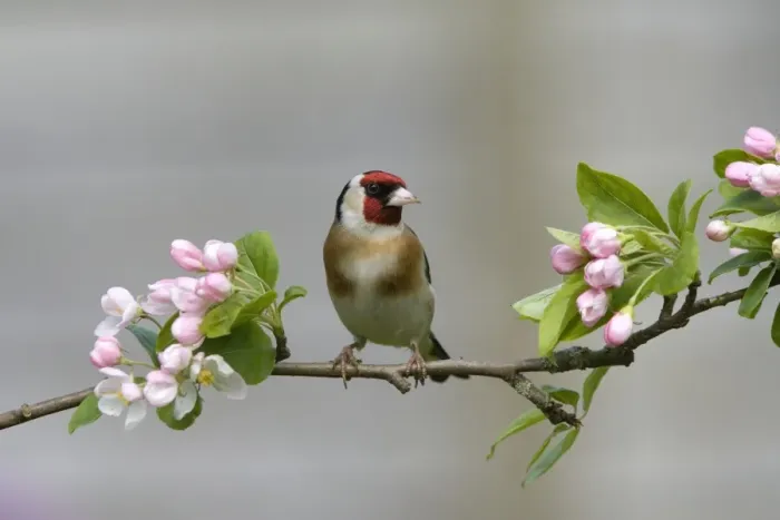 Framed Print : Goldfinch - perched on branch with Spring blossom - April - Breckland - UK Framed Print : Goldfinch - perched on branch with Spring blossom - April - Breckland - UK