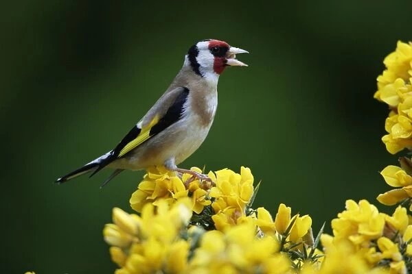 Goldfinch-perched on gorse bush feeding, Northumberland UK