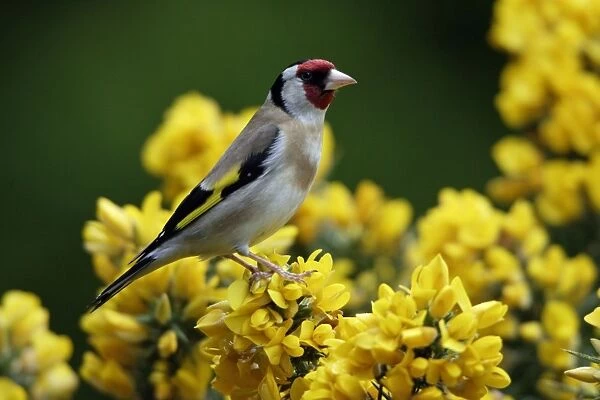 Goldfinch-perched on gorse bush, Northumberland UK