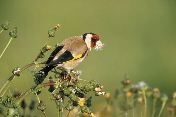Goldfinch - perched with seeds in beak