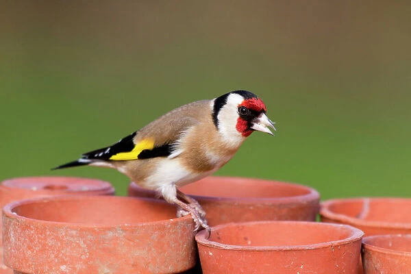 Goldfinch - on plant pots - Cornwall