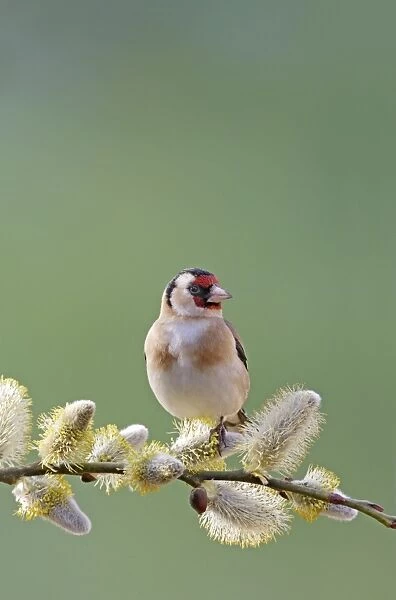 Goldfinch - on pussy willow - Bedfordshire - UK 007071