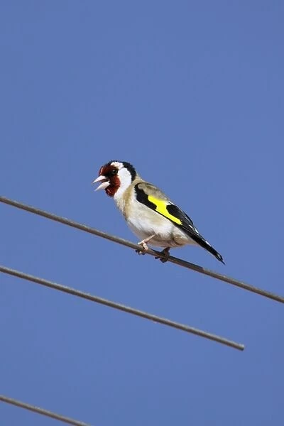 Goldfinch - singing from television antennae, Lower Saxony, Germany