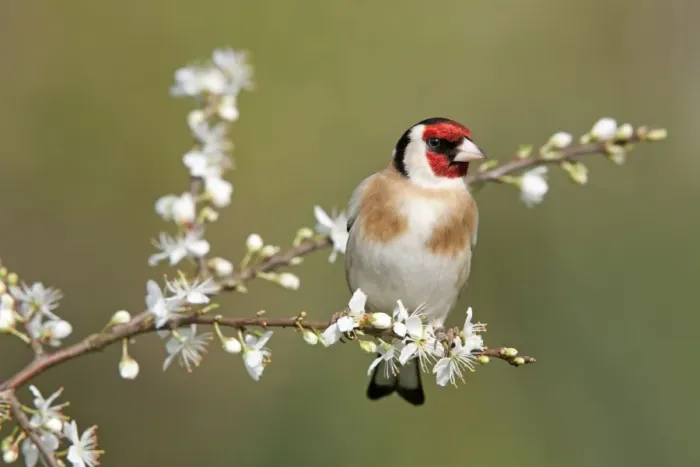 Framed Print : Goldfinch - spring - blossom - Cornwall - UK Framed Print : Goldfinch - spring - blossom - Cornwall - UK