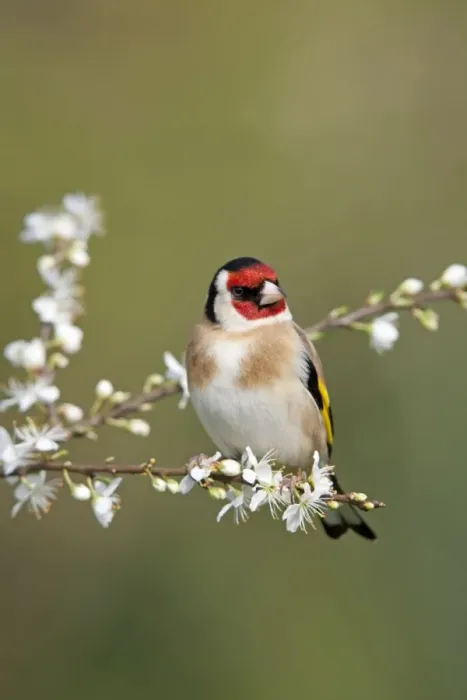 Framed Print : Goldfinch - spring - blossom - Cornwall - UK Framed Print : Goldfinch - spring - blossom - Cornwall - UK