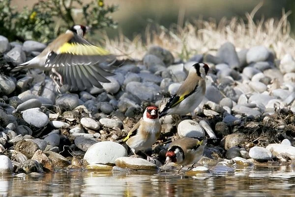 Goldfinch - in winter. Vaucluse - Provence - France