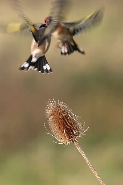 Goldfinches - Birds fighting over teasel Bedfordshire, UK
