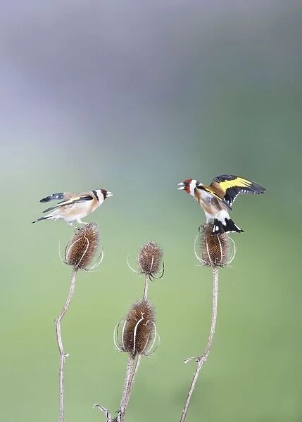 Goldfinches - fighting - Bedfordshire - UK 007026