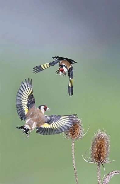 Goldfinches - fighting - Bedfordshire - UK 007030
