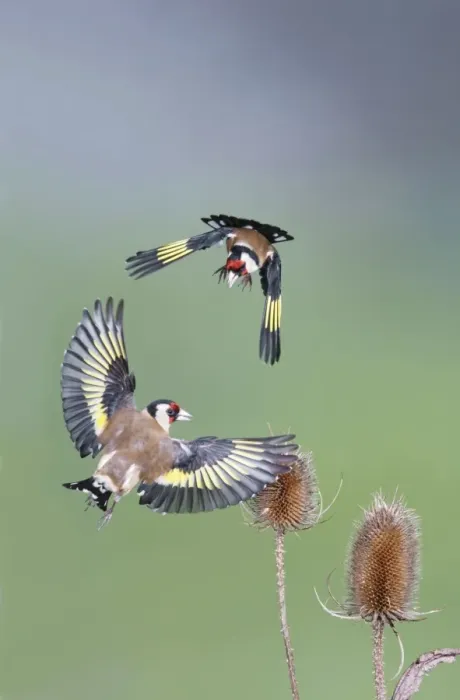 Framed Print : Goldfinches - fighting - Bedfordshire - UK 007030 Framed Print : Goldfinches - fighting - Bedfordshire - UK 007030