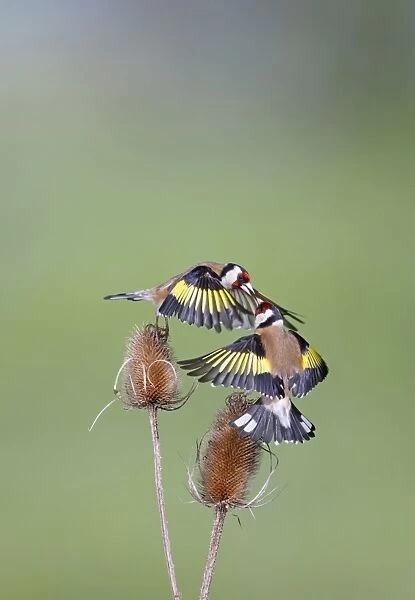 Goldfinches - fighting - Bedfordshire - UK 007047