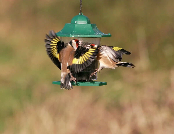 Goldfinches - Fighting at niger feeder