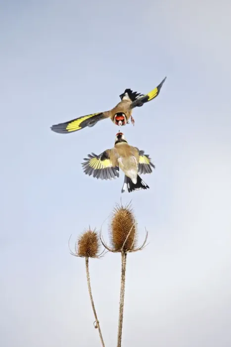 Framed Print : Goldfinches - fighting over teasel Bedfordshire UK 006694 Framed Print : Goldfinches - fighting over teasel Bedfordshire UK 006694