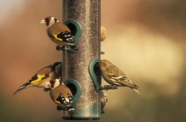 Goldfinches & Siskin at bird feeder