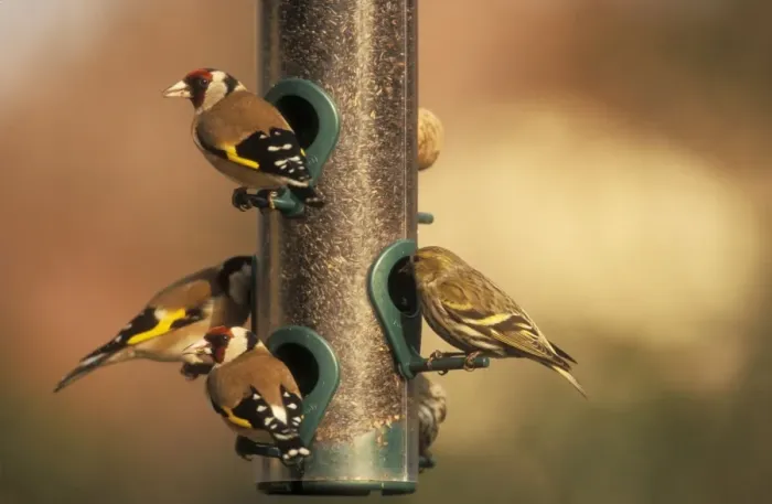 Framed Print : Goldfinches & Siskin at bird feeder Framed Print : Goldfinches & Siskin at bird feeder