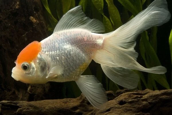 Goldfish. LA-9523. Goldfish. Carassius auratus