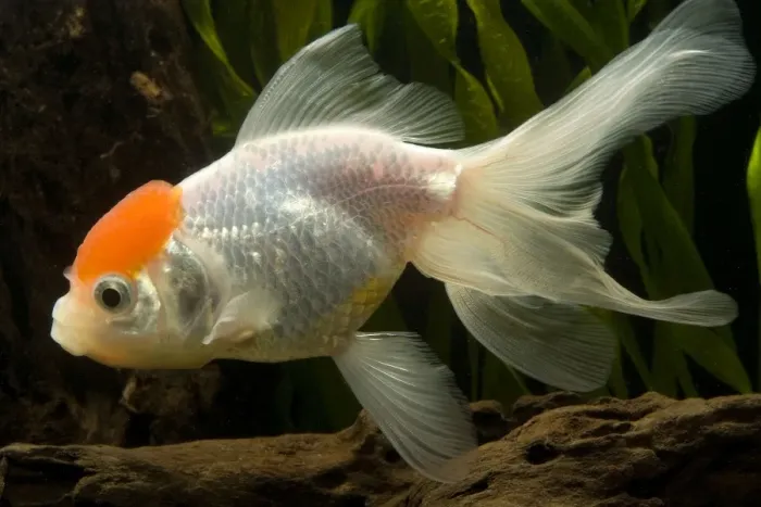 Framed Print : Goldfish. LA-9523. Goldfish. Carassius auratus Framed Print : Goldfish. LA-9523. Goldfish. Carassius auratus