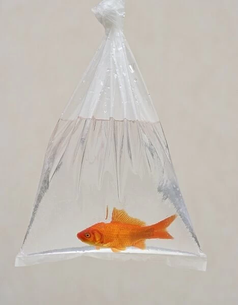Goldfish - in bag UK
