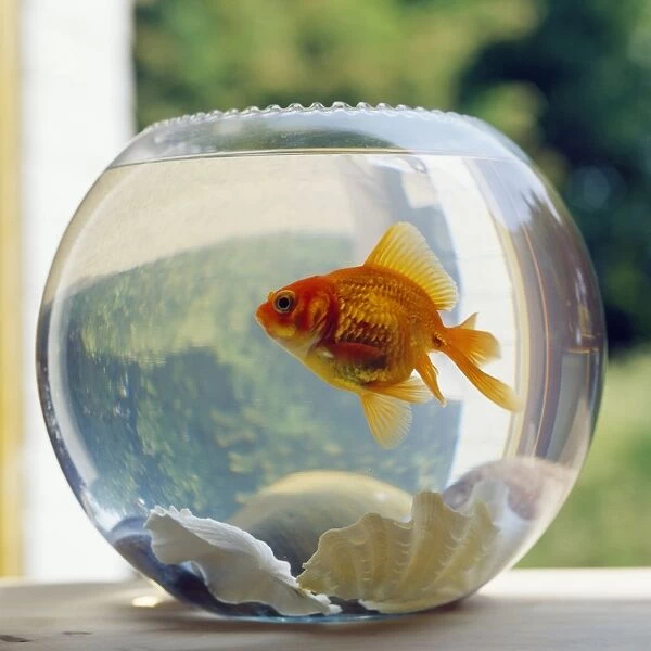 Goldfish - in bowl. BB-316. Goldfish - in bowl