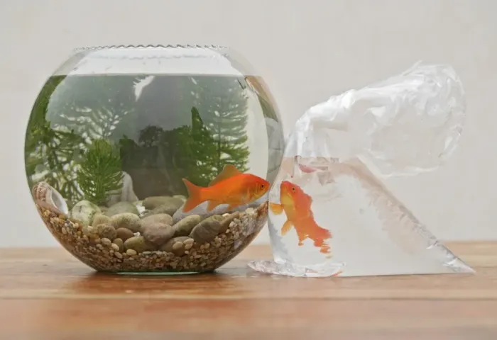 Framed Print : Goldfish - in bowl and bag UK