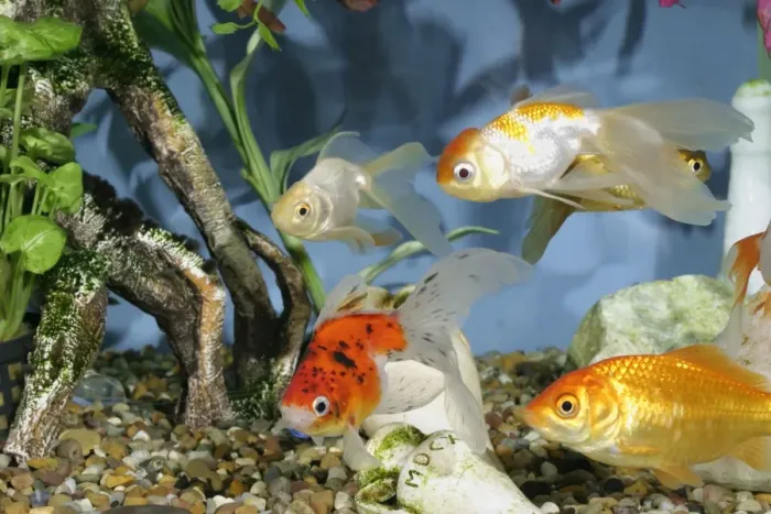 Framed Print : Goldfish In fishtank Framed Print : Goldfish In fishtank