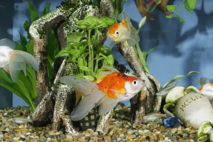 Framed Print : Goldfish In fishtank Framed Print : Goldfish In fishtank