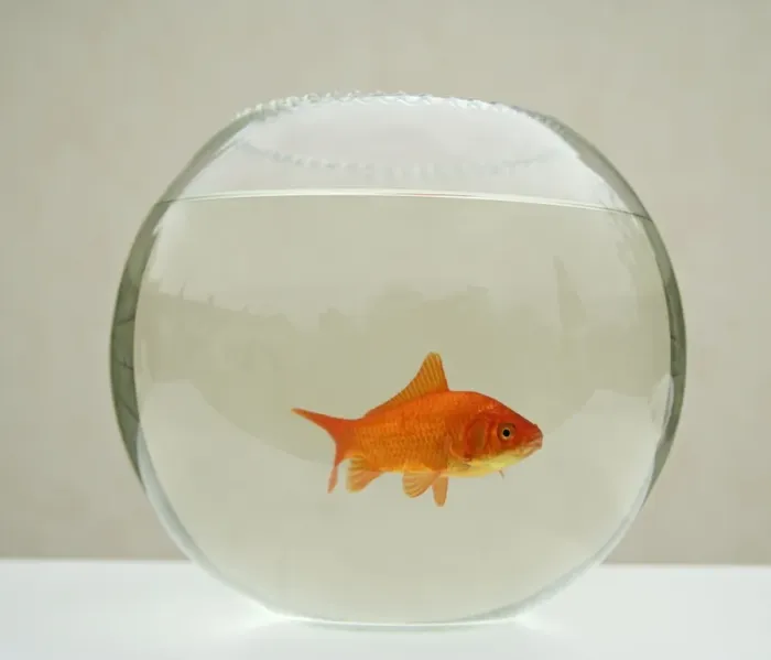 Framed Print : Goldfish – alone in goldfish bowl Framed Print : Goldfish – alone in goldfish bowl