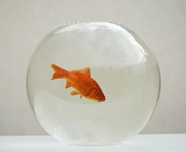 Goldfish – alone in goldfish bowl