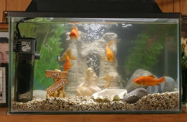 Goldfish In goldfish tank Bedfordshire UK