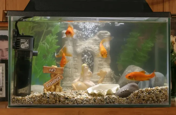 Framed Print : Goldfish In goldfish tank Bedfordshire UK Framed Print : Goldfish In goldfish tank Bedfordshire UK