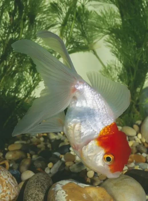 Framed Print : Goldfish - Red Cap Oranda Framed Print : Goldfish - Red Cap Oranda