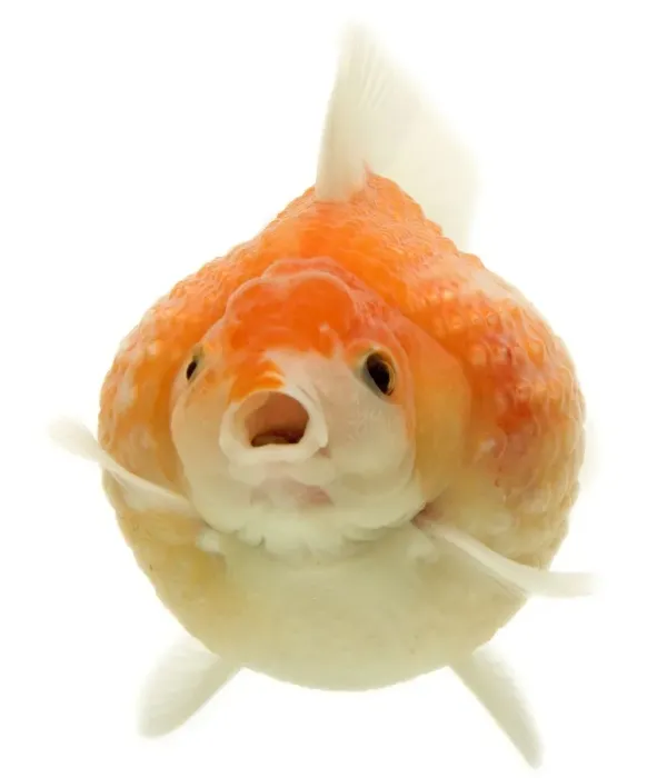 Framed Print : Goldfish - in studio Framed Print : Goldfish - in studio
