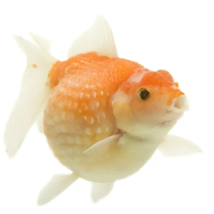 Framed Print : Goldfish - in studio Framed Print : Goldfish - in studio