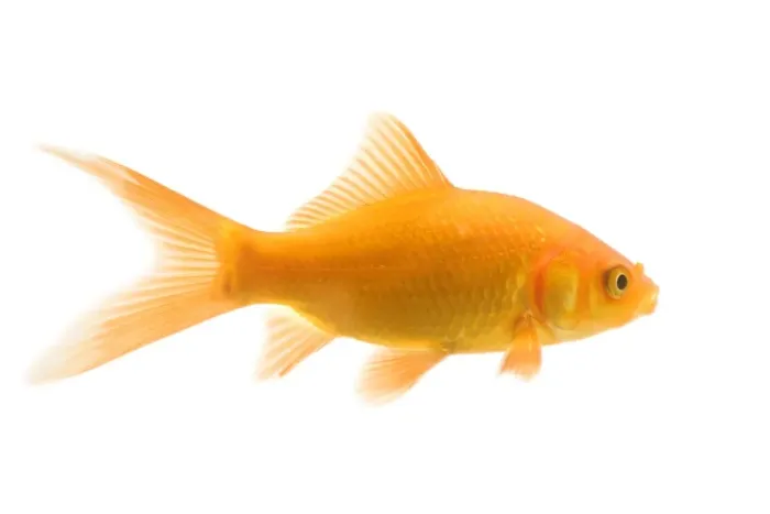 Framed Print : Goldfish - studio shot Framed Print : Goldfish - studio shot
