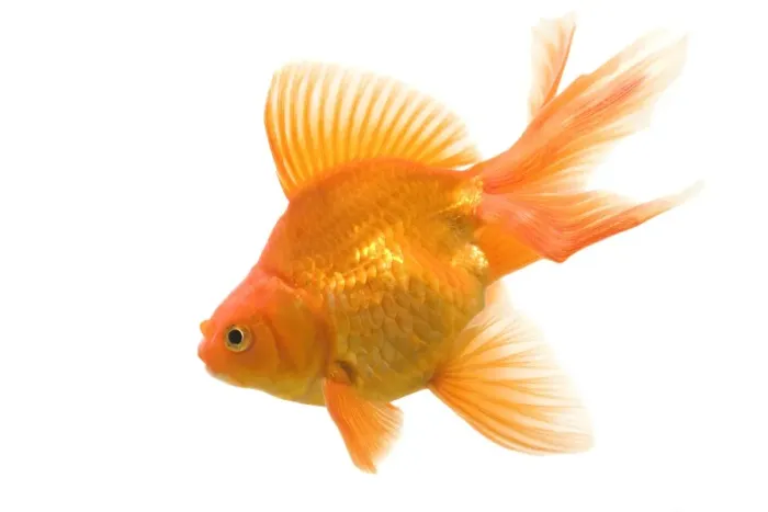 Framed Print : Goldfish - studio shot Framed Print : Goldfish - studio shot