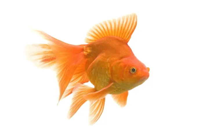 Framed Print : Goldfish - studio shot Framed Print : Goldfish - studio shot
