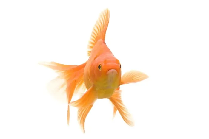 Framed Print : Goldfish - studio shot Framed Print : Goldfish - studio shot