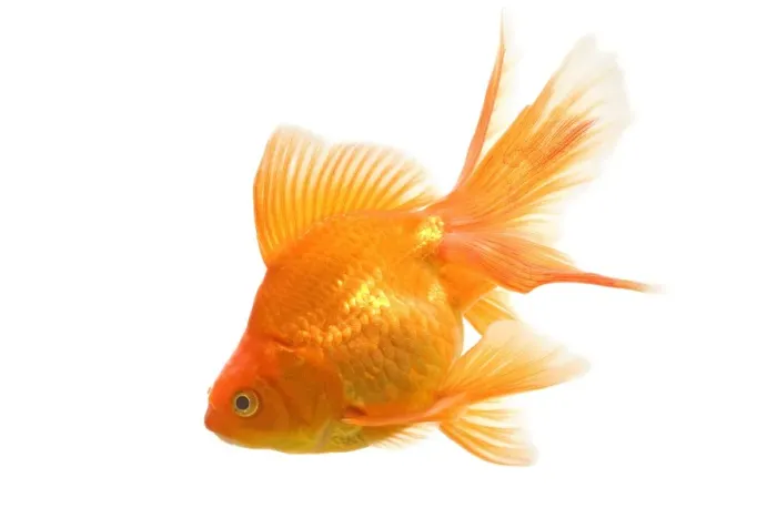 Framed Print : Goldfish - studio shot Framed Print : Goldfish - studio shot