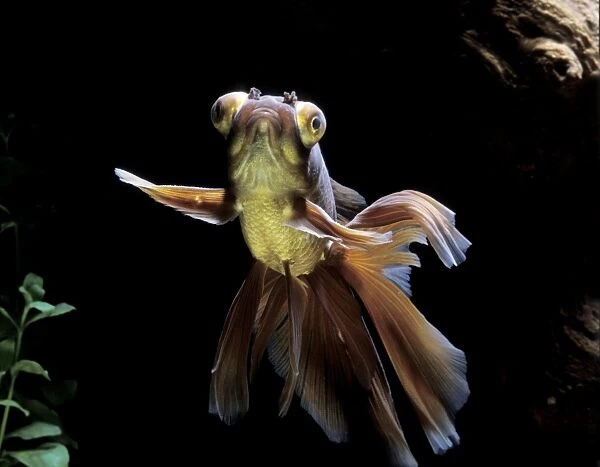 Goldfish - Veil-tail calico with telescope eyes