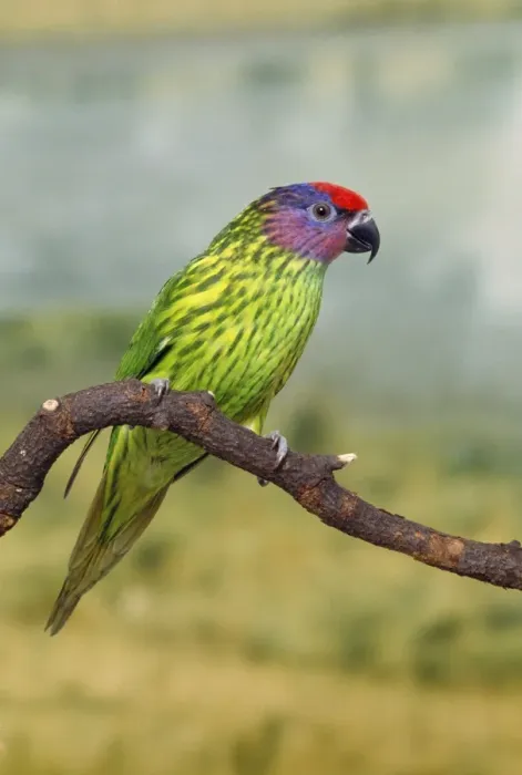 Framed Print : Goldie's Lorikeet Framed Print : Goldie's Lorikeet
