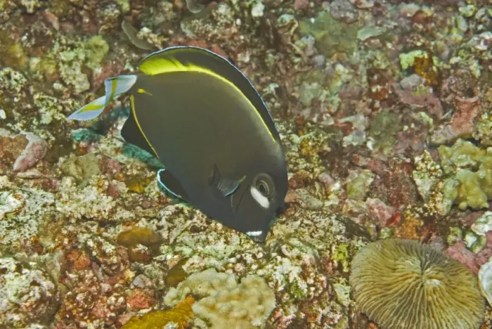 Framed Print : Goldrim Surgeonfish - An aggressive species found along outer reef areas just below the surge line. Feeds on filamentous algae - Papua New Guinea Framed Print : Goldrim Surgeonfish - An aggressive species found along outer reef areas just below the surge line. Feeds on filamentous algae - Papua New Guinea
