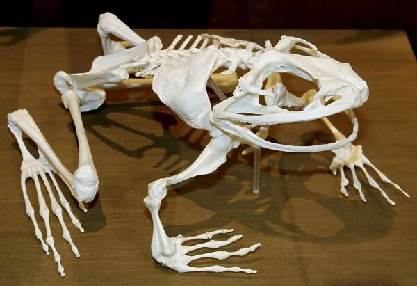 Goliath Frog - skeleton - West Africa - World's largest frog