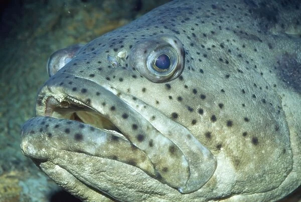 Goliath Grouper - also know as Jewfish  /  Guasa  /  Black Bass  /  Esonue Grouper  /  Giant Seabass  /  Hamlet  /  Southern Jewfish  /  Spotted Jewfish. Species name previously known as: Serranus itajara and Promicrops itajara