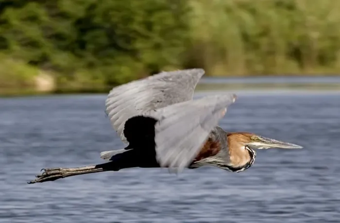 Framed Print : Goliath Heron - In flight - Moremi - Okavango Delta - Botswana - Africa Framed Print : Goliath Heron - In flight - Moremi - Okavango Delta - Botswana - Africa
