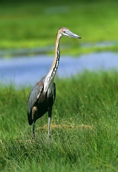 Goliath Heron - in grass - East AFrica JFL17473