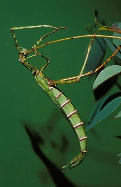 Goliath stick insect - female eating moulted leg after ecdysis or moulting. Females can reach 20 cm