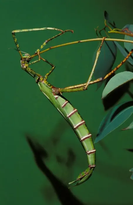 Framed Print : Goliath stick insect - female eating moulted leg after ecdysis or moulting. Females can reach 20 cm Framed Print : Goliath stick insect - female eating moulted leg after ecdysis or moulting. Females can reach 20 cm