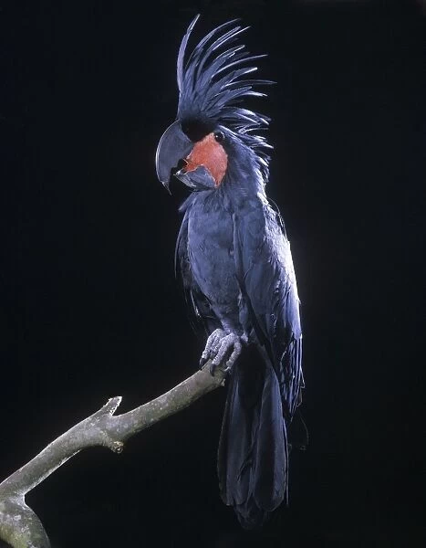 Goliath's Palm Cockatoo